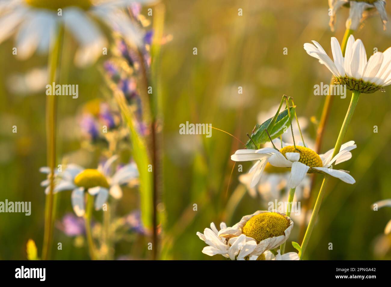 Ein Grashüpfer auf einer Gänseblümchen. Heller, natürlicher goldener Hintergrund bei Sonnenuntergang. Die Sonnenstrahlen erleuchten eine Lichtung mit Gänseblümchen. Das Konzept des Caref Stockfoto