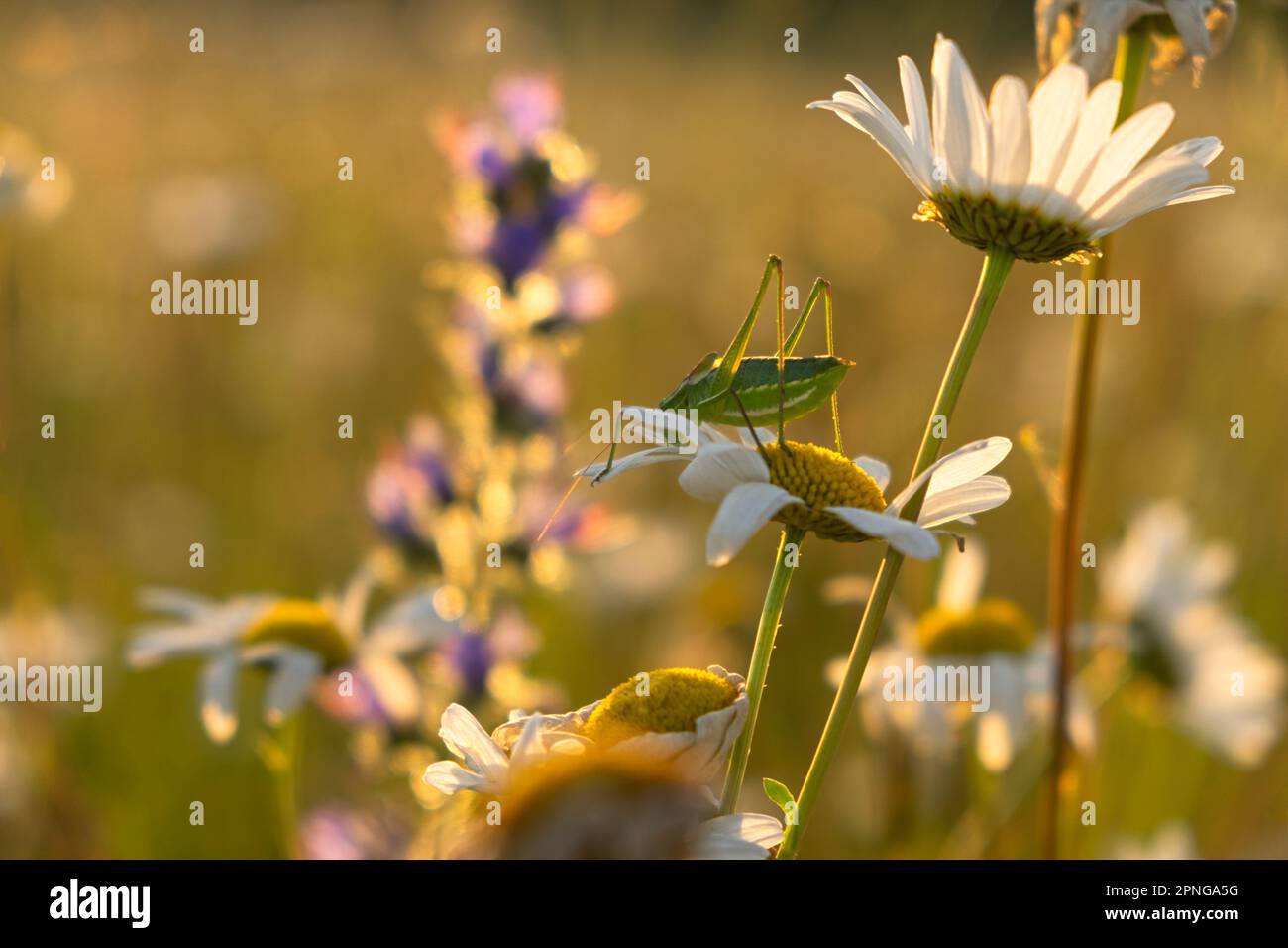 Ein Grashüpfer auf einer Gänseblümchen. Heller, natürlicher goldener Hintergrund bei Sonnenuntergang. Die Sonnenstrahlen erleuchten eine Lichtung mit Gänseblümchen. Das Konzept des Caref Stockfoto