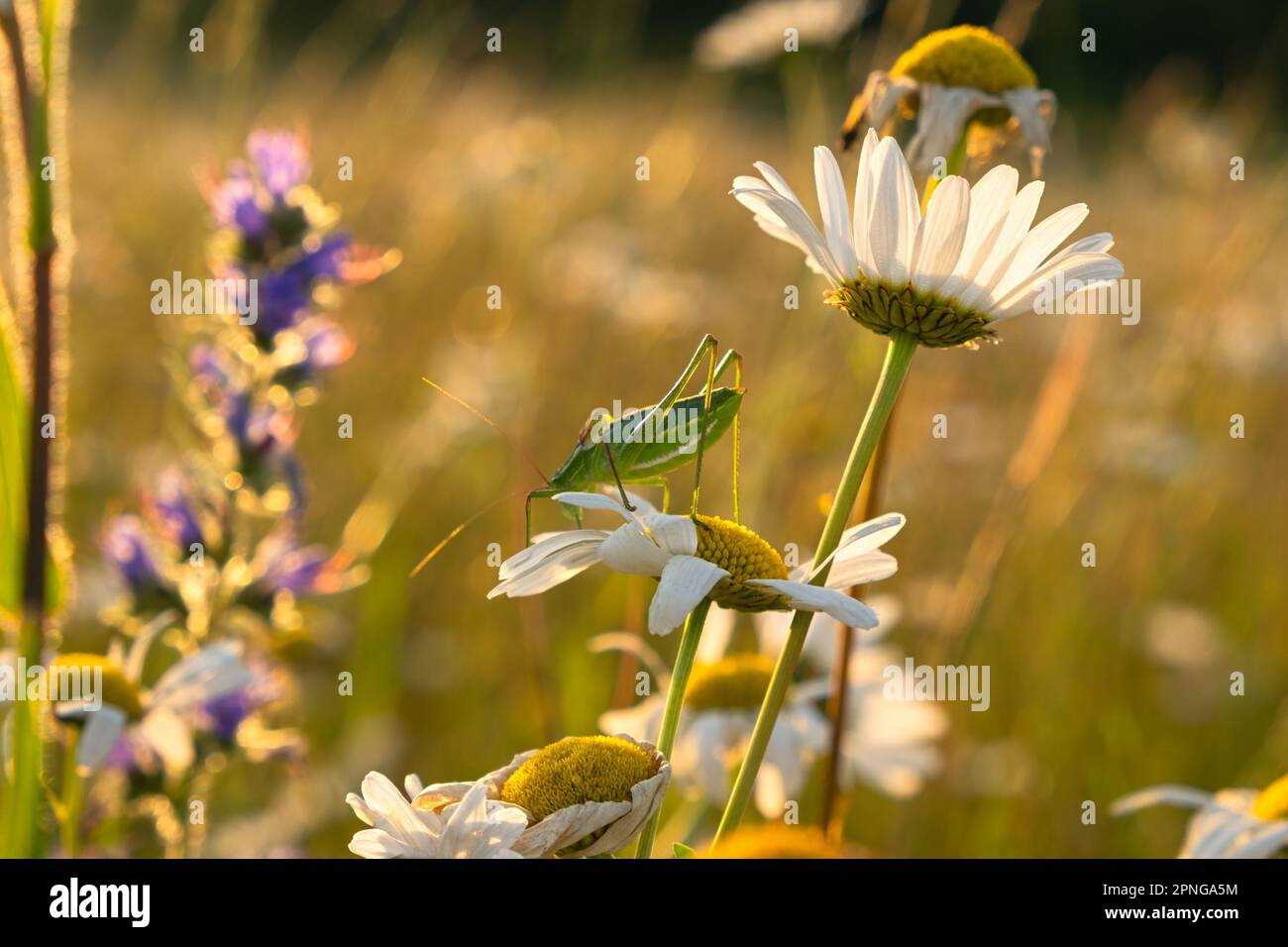 Ein Grashüpfer auf einer Gänseblümchen. Heller, natürlicher goldener Hintergrund bei Sonnenuntergang. Die Sonnenstrahlen erleuchten eine Lichtung mit Gänseblümchen. Das Konzept des Caref Stockfoto