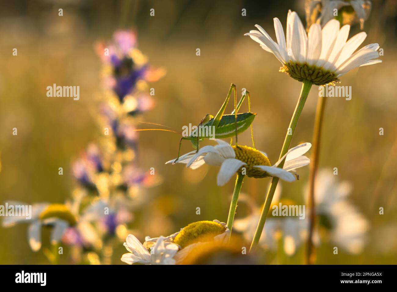 Ein Grashüpfer auf einer Gänseblümchen. Heller, natürlicher goldener Hintergrund bei Sonnenuntergang. Die Sonnenstrahlen erleuchten eine Lichtung mit Gänseblümchen. Das Konzept des Caref Stockfoto