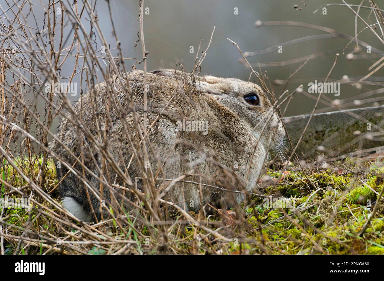 Wildkaninchen Stockfoto