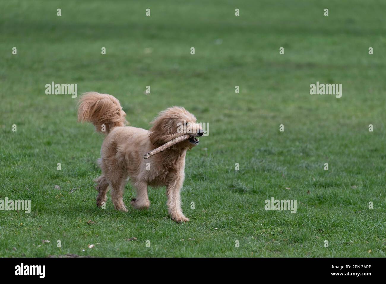 Mini-Goldendoodle beißt in die Peitsche, Kreuzung zwischen Golden Retriever und Poodle, Hunderasse fällt kaum aus, daher für Allergiker geeignet Stockfoto