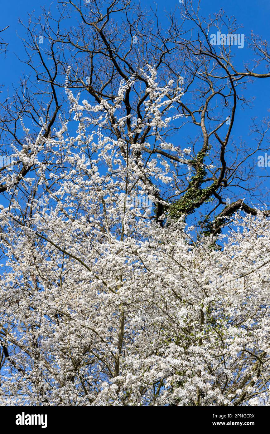 Baumblüte im Frühjahr Stockfoto