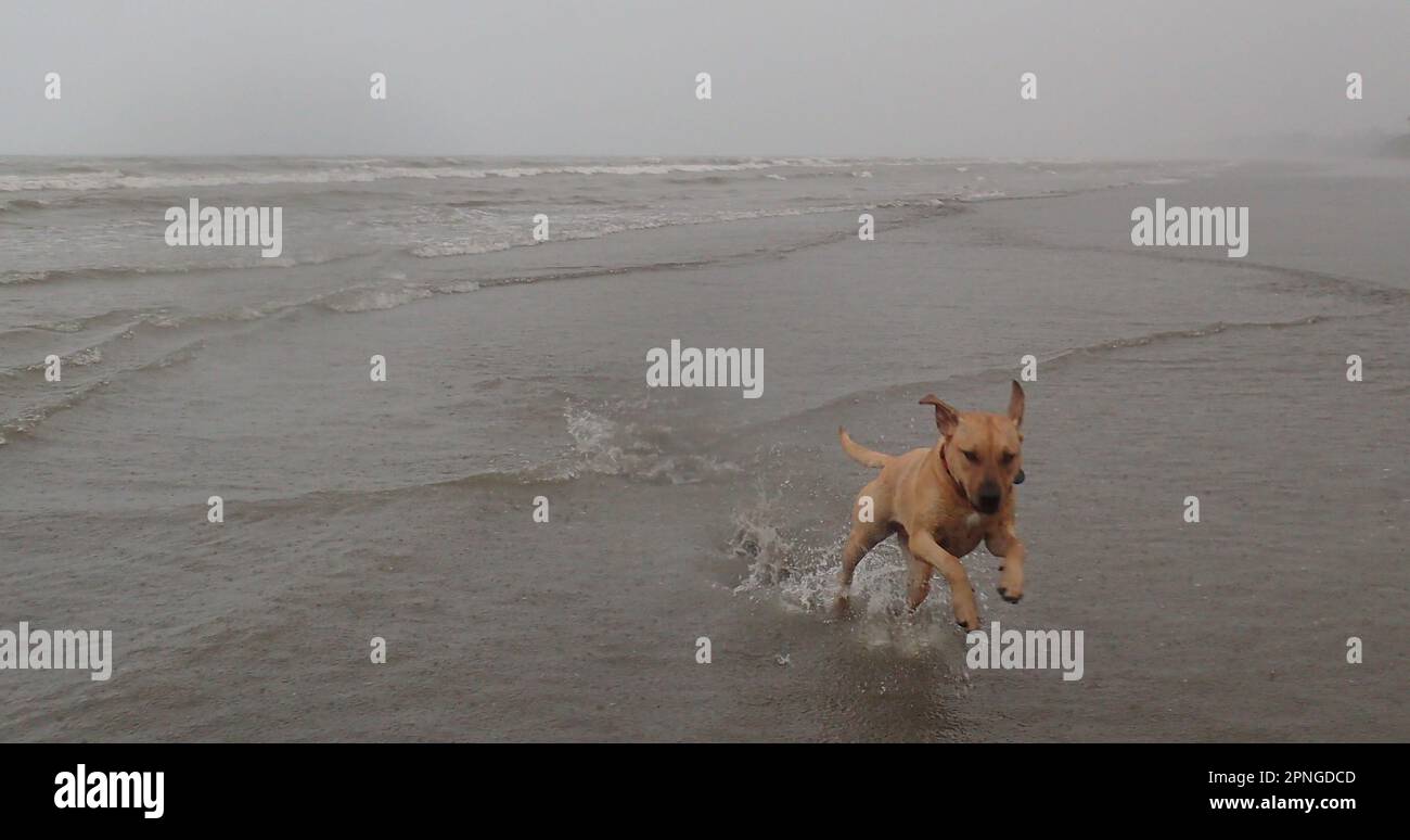 Staffy Cross Hündchen läuft an einem grauen Regentag am Strand Stockfoto
