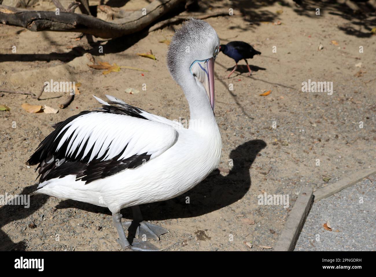 Australischer Pelikan (Pelecanus conspicillatus), der sich nach einer herzhaften Mahlzeit ausruht : (Pix Sanjiv Shukla) Stockfoto