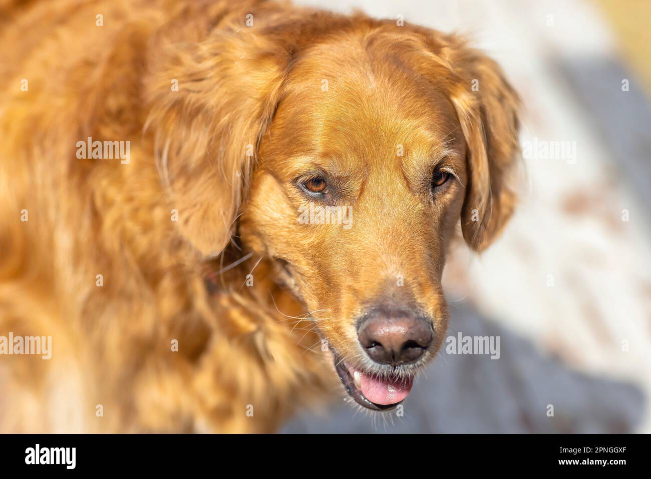 Eine Nahaufnahme eines goldenen Retriever-Hundegesichts. Stockfoto