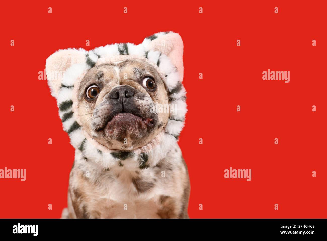 Verwirrter französischer Bulldog mit Katzenkopfband auf rotem Hintergrund und Kopierbereich Stockfoto