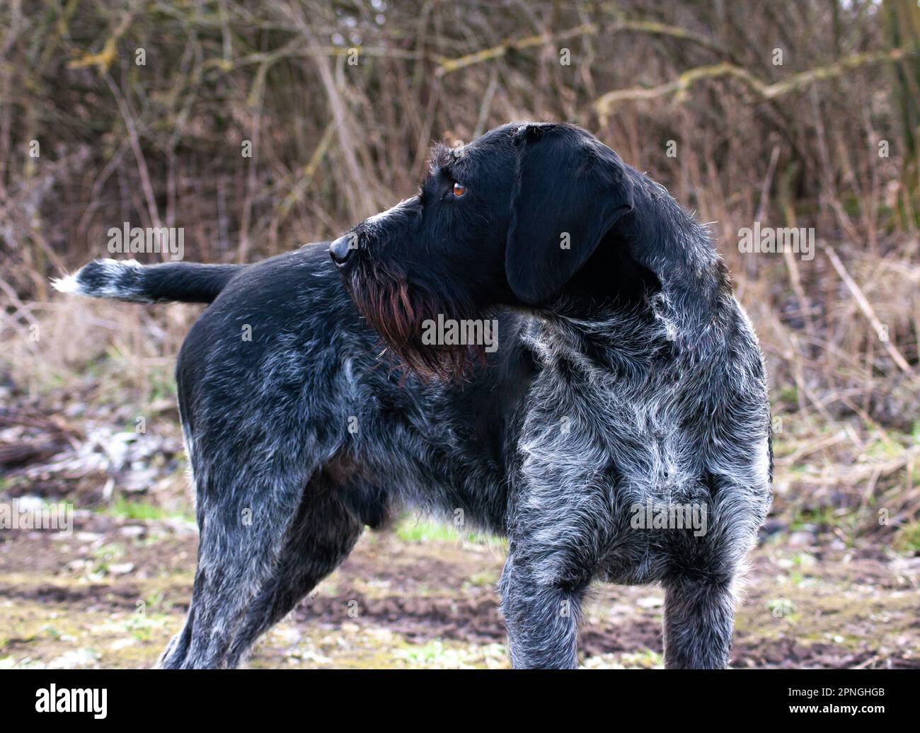 Sako, der deutsche Wirehaired Pointer, der aufmerksam in der Ferne schaut. Eine ausgezeichnete Jagdhunderasse. Stockfoto