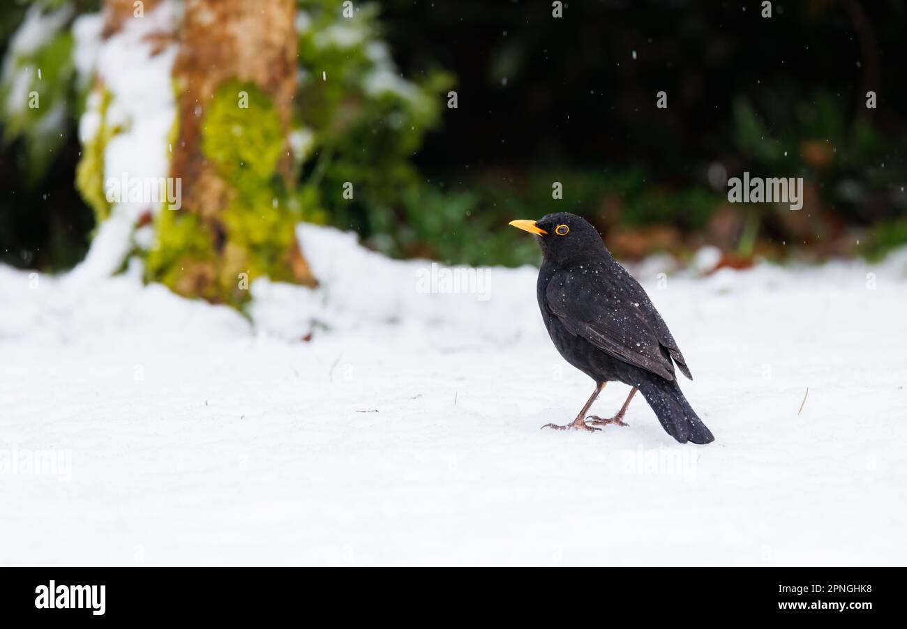 Blackbird (Turdus merula) im verschneiten Garten Stockfoto