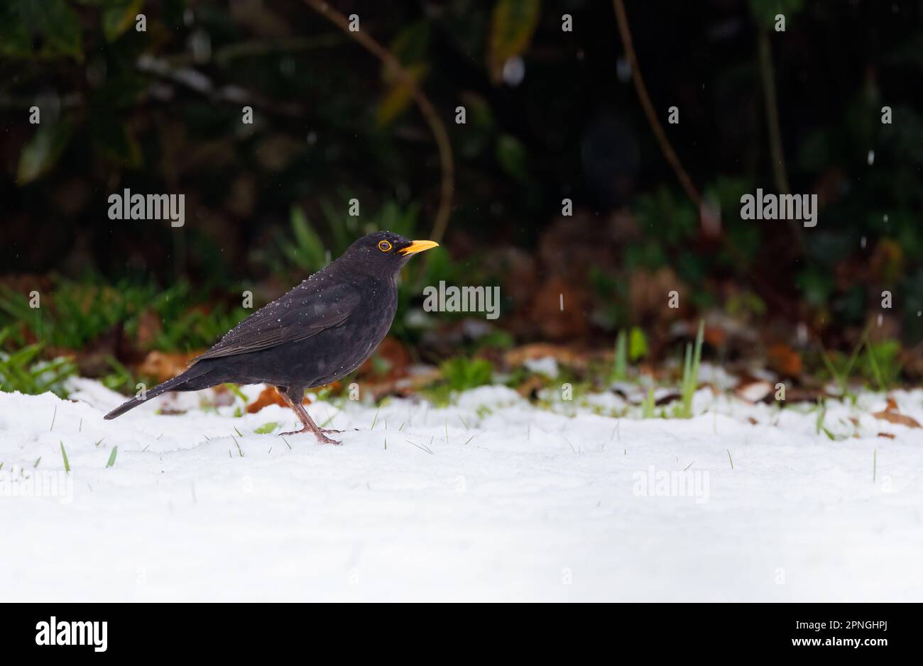 Blackbird (Turdus merula) im verschneiten Garten Stockfoto
