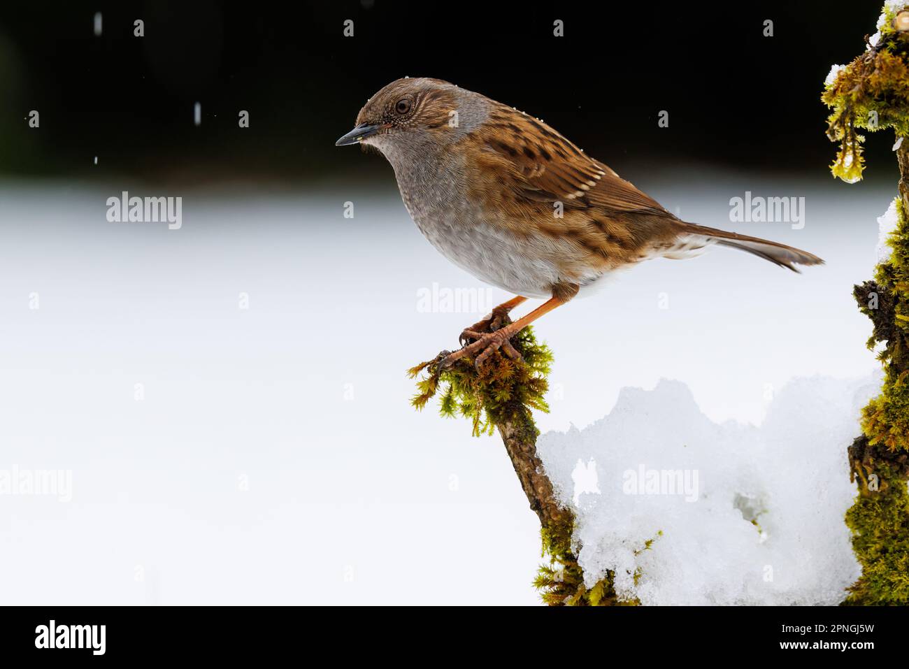 Dunnock [ Prunelle modularis ] auf Moosstäbchen im schneebedeckten Garten Stockfoto