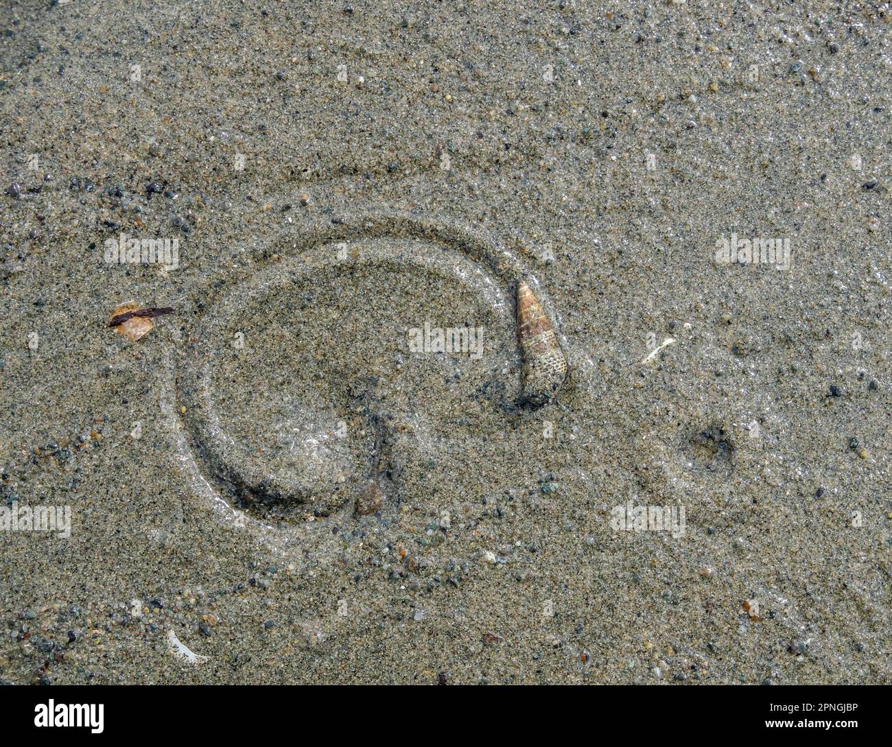 Eine Kegelschnecke hinterlässt bei Ebbe eine gewölbte Strecke durch nassen Sand, Departure Bay Beach, Nanaimo, BC, Kanada. Stockfoto
