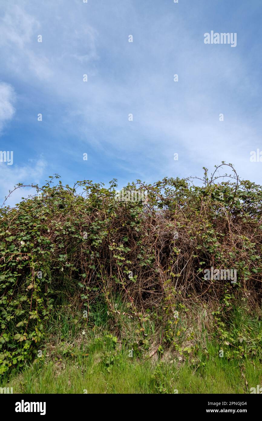 Ein großes Dickicht von invasiven Himalyan Bromberry-Brombeeren auf Vancouver Island, BC, Kanada. Stockfoto