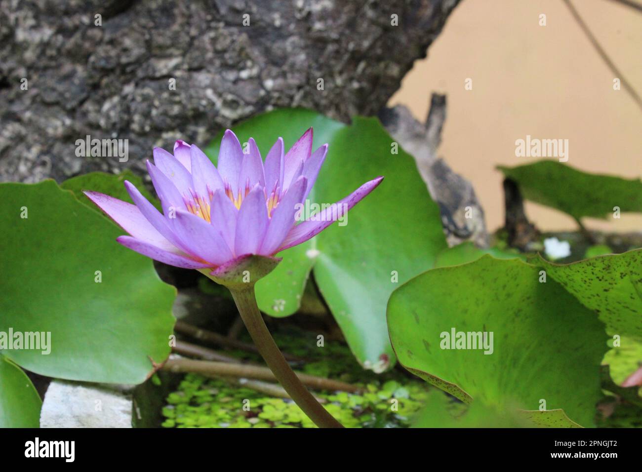 Blaue Wasserlilie Blume | Blauer Lotus (Nicht Bearbeitet) Stockfoto