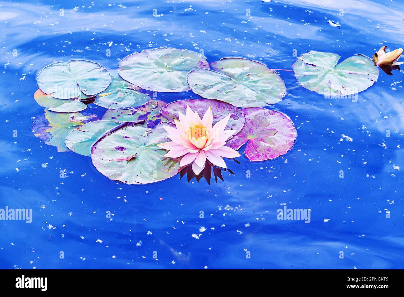 Die gewundene Oberfläche des Telbyn-Sees mit wunderschönen pinkfarbenen Nymphaea-Wasserlilien, Kiew, Ukraine Stockfoto