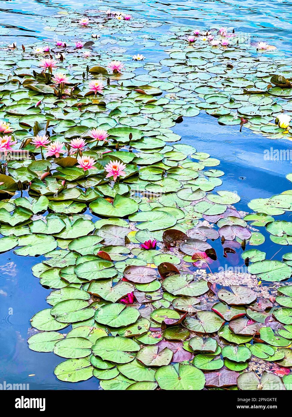 Nymphaea Colorado und andere Arten auf der gewundenen Oberfläche des Sees Stockfoto