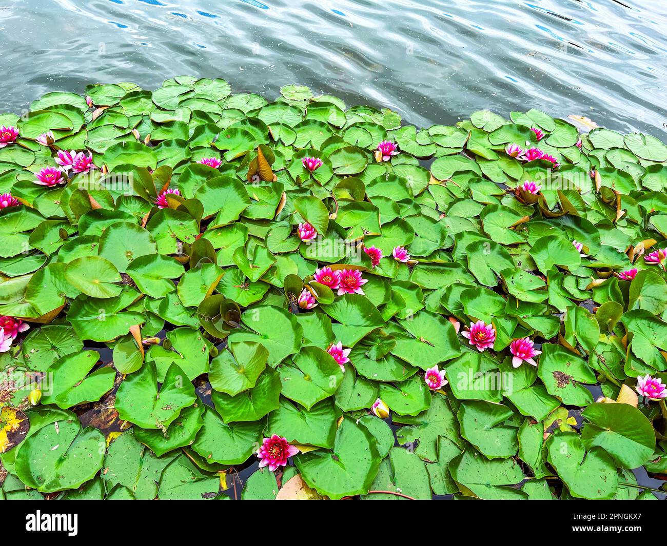 Nymphaea Escarboucle (Wasserlilie) in Blüte auf dem See in Kiew, Ukraine Stockfoto