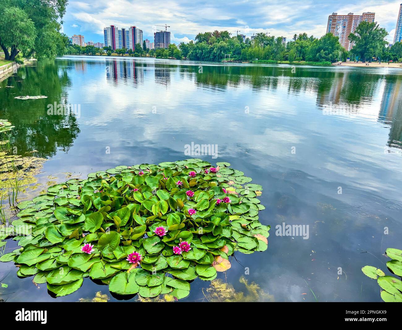 Die bunten Nymphaea Wasserlilien am malerischen Telbyn See, umgeben von grünem Park, Kiew, Ukraine Stockfoto