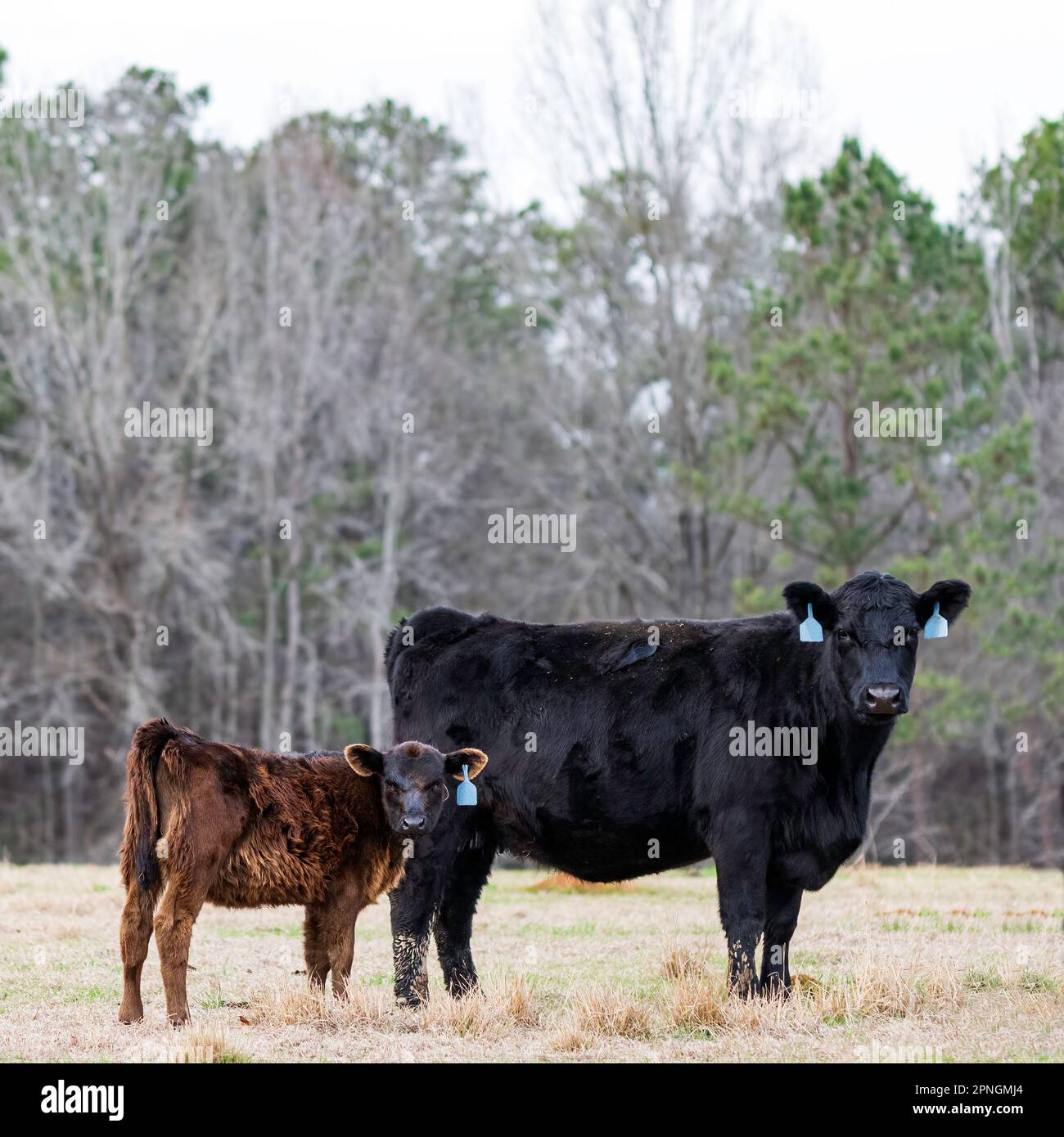 Angusskuh mit ihrem Kalb, beide starren in die Kamera. Kalb hat einen braunen Mantel aufgrund von Kupfermangel. Stockfoto