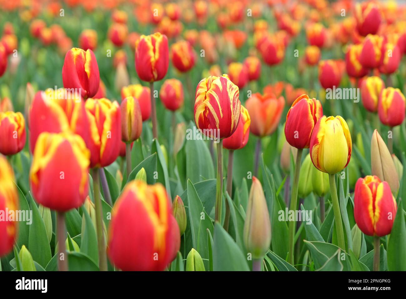 Triumph Tulip "Dänemark" in Blume. Stockfoto