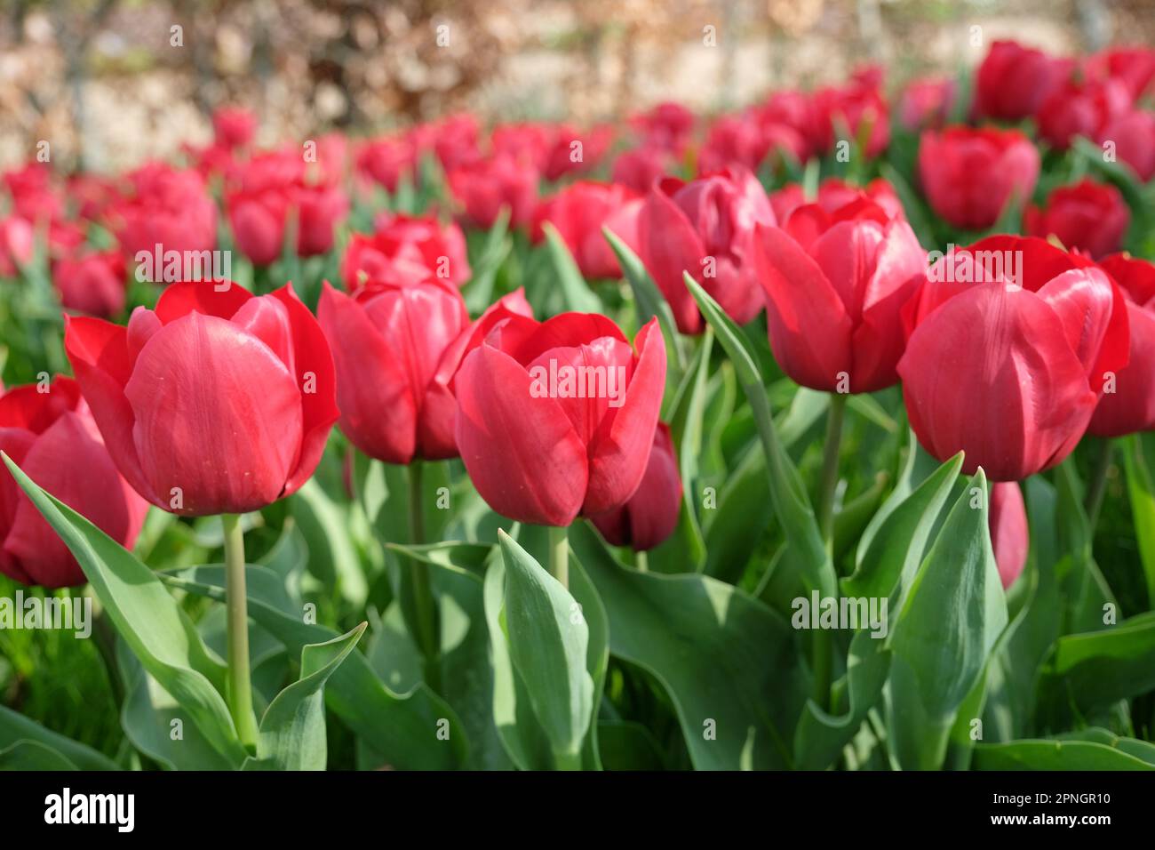 Triumph Tulip „Pallada“ in Blume. Stockfoto