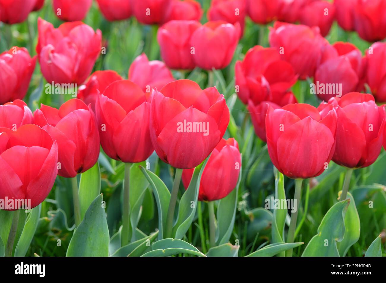 Triumph Tulip „Pallada“ in Blume. Stockfoto