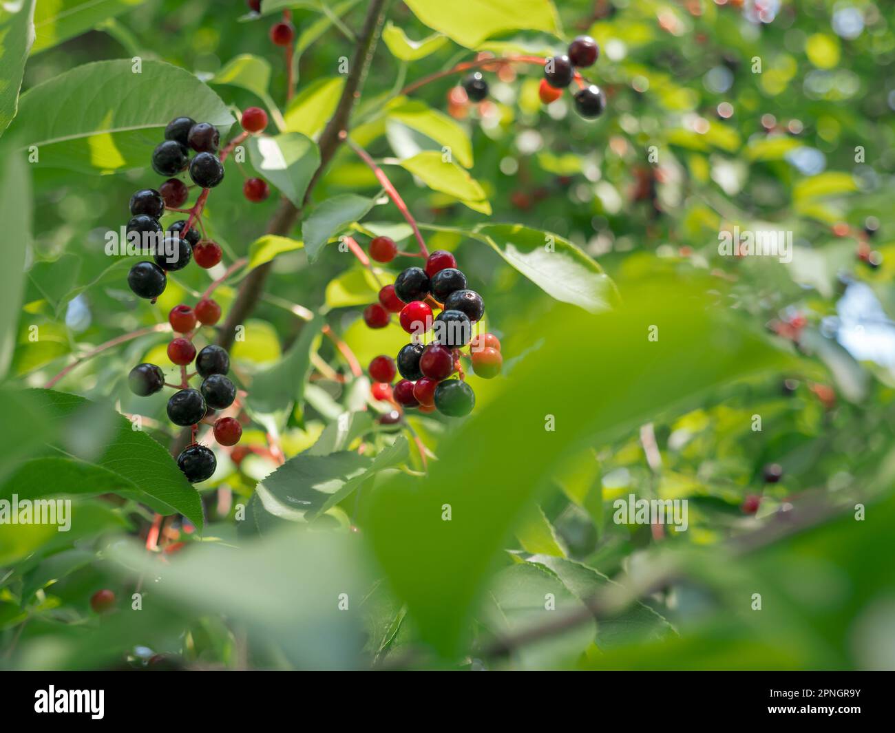 Blick von unten über die Haufen roter und schwarzer Vogelkirschbeeren auf einem Zweig eines Hackbeerbaums. Stockfoto