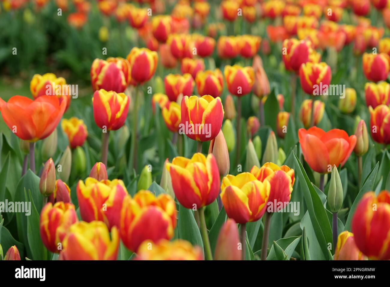 Triumph Tulip "Dänemark" in Blume. Stockfoto