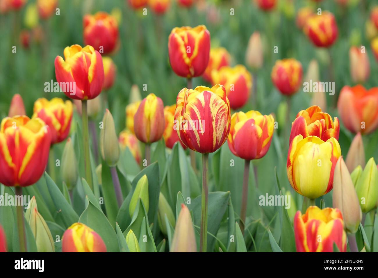 Triumph Tulip "Dänemark" in Blume. Stockfoto