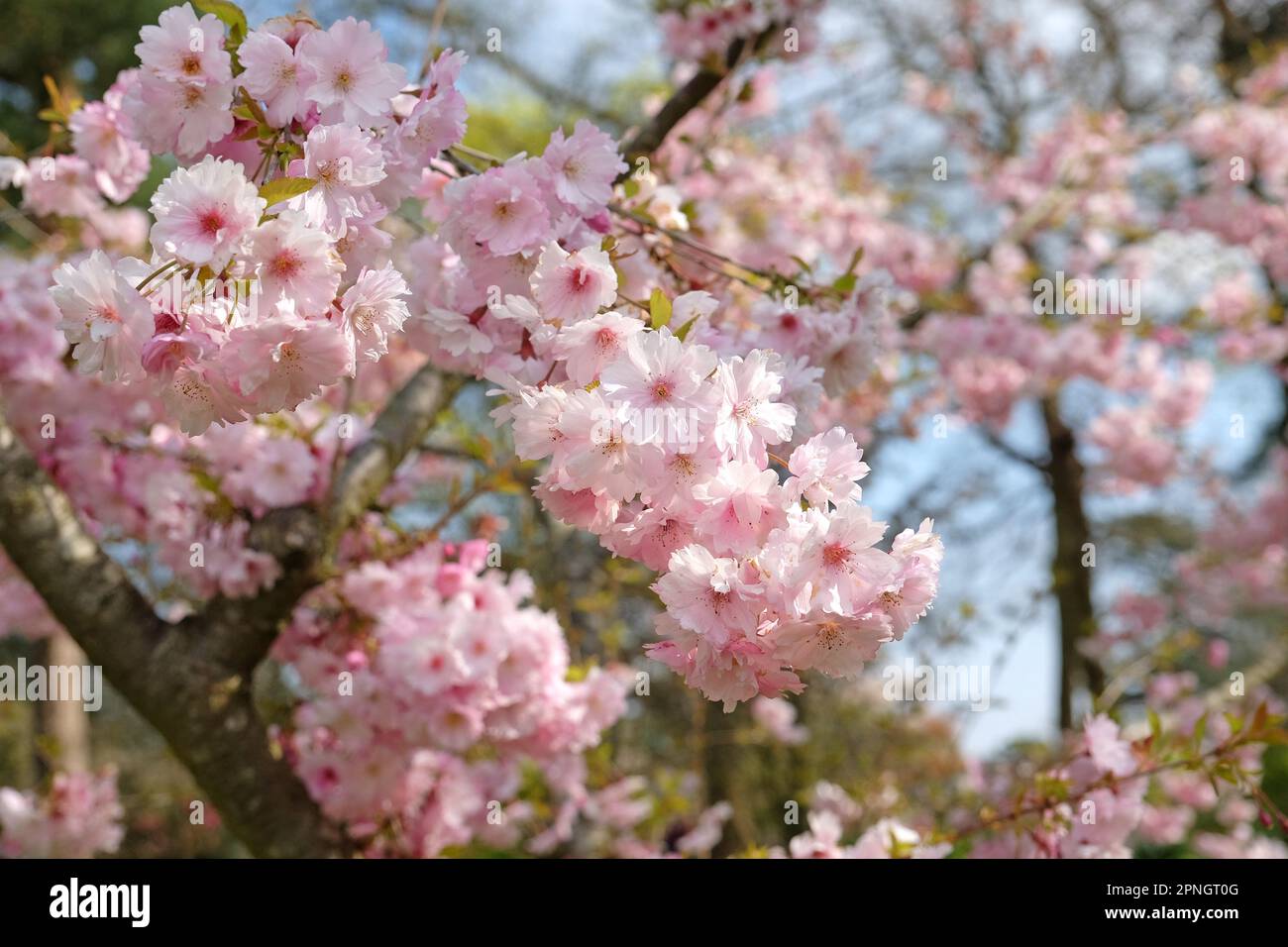 Prunus „Pink Ballerina“-Kirschblütenbaum in Blüte. Stockfoto