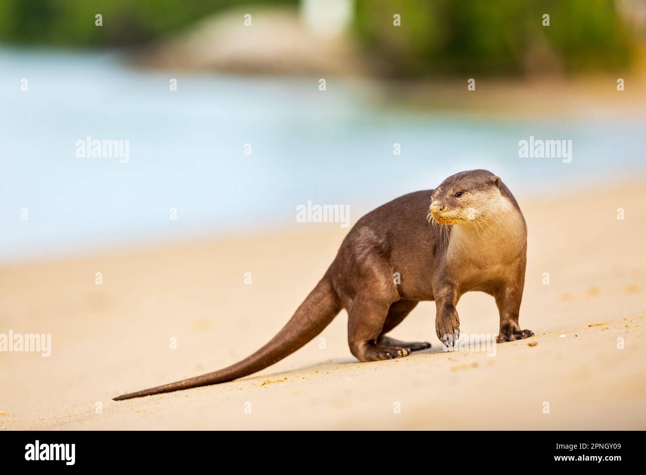 Ein Mitglied einer glatt beschichteten Otterfamilie zieht zurück ins Meer, nachdem er an einem Strand entlang der Küste Singapurs geschlafen hat Stockfoto