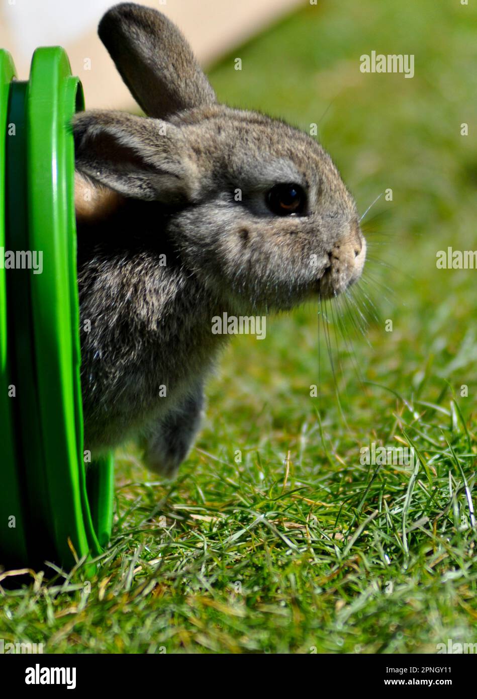 Ein braunes Kaninchen, das aus einem grünen Tunnel auf einen Rasen auftaucht Stockfoto