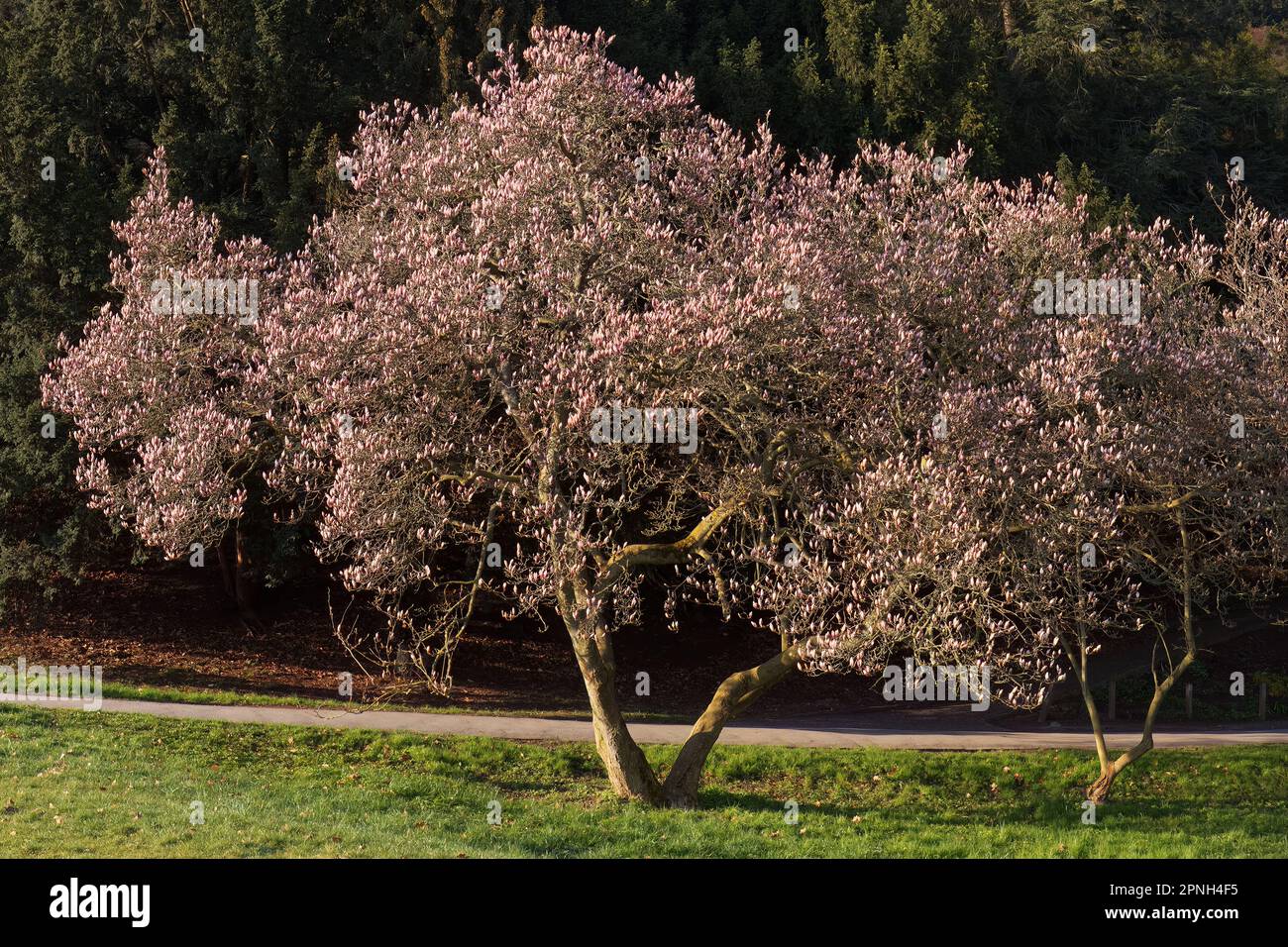 Magnolia soulangeana, blühende Untertasse, Magnolienbaum in einem Park im Frühling. Stockfoto