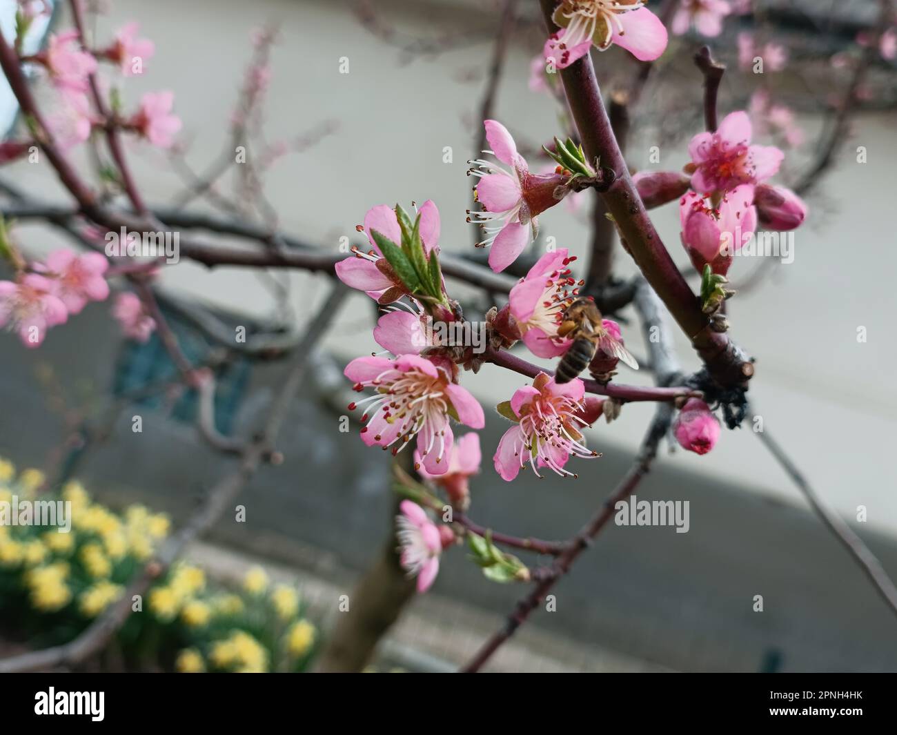 Blühender Zweig eines Pfirsichbaums. Hintergrund für Weichzeichner. Rosa Pfirsich blühende Blume. Stockfoto