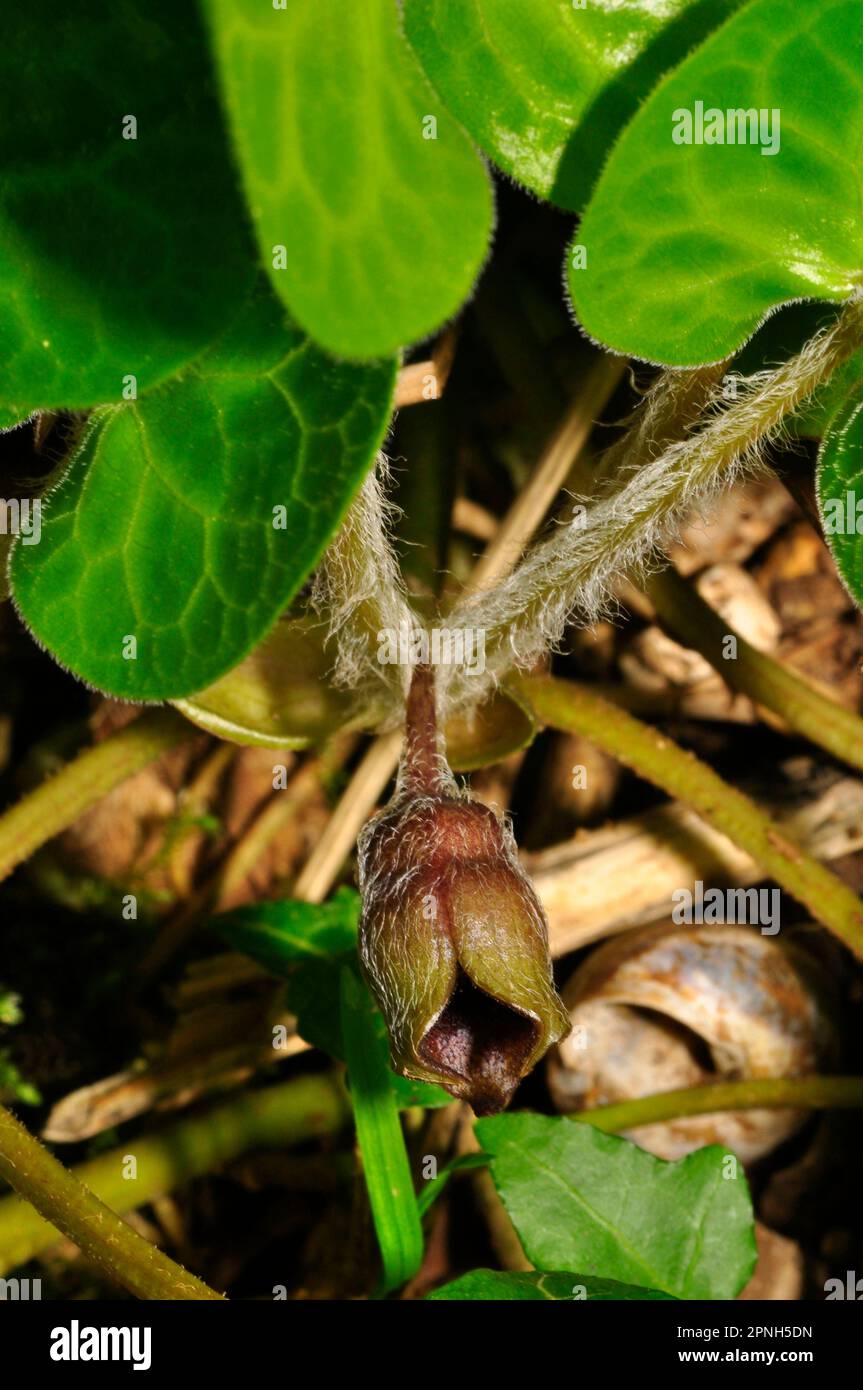 Asarabacca Blume 'Asarum Europaeum', europäischer wilder Ingwer, wilder Stachelrochen und Haselkraut, ist eine blühende Pflanze in der Familie der Geburtswürze Stockfoto