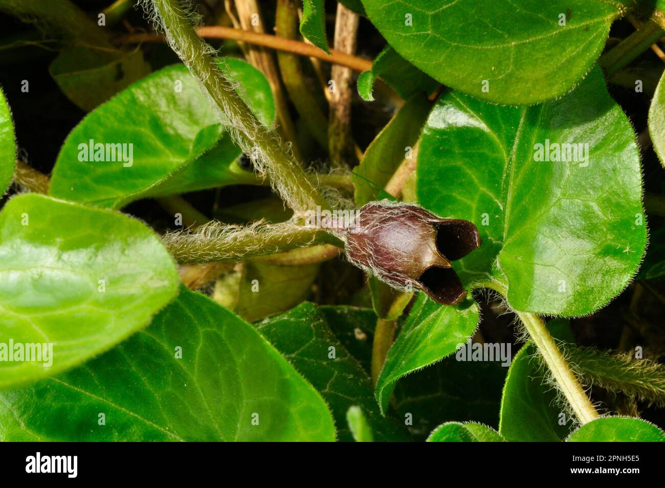 Asarabacca Blume 'Asarum Europaeum', europäischer wilder Ingwer, wilder Stachelrochen und Haselkraut, ist eine blühende Pflanze in der Familie der Geburtswürze Stockfoto