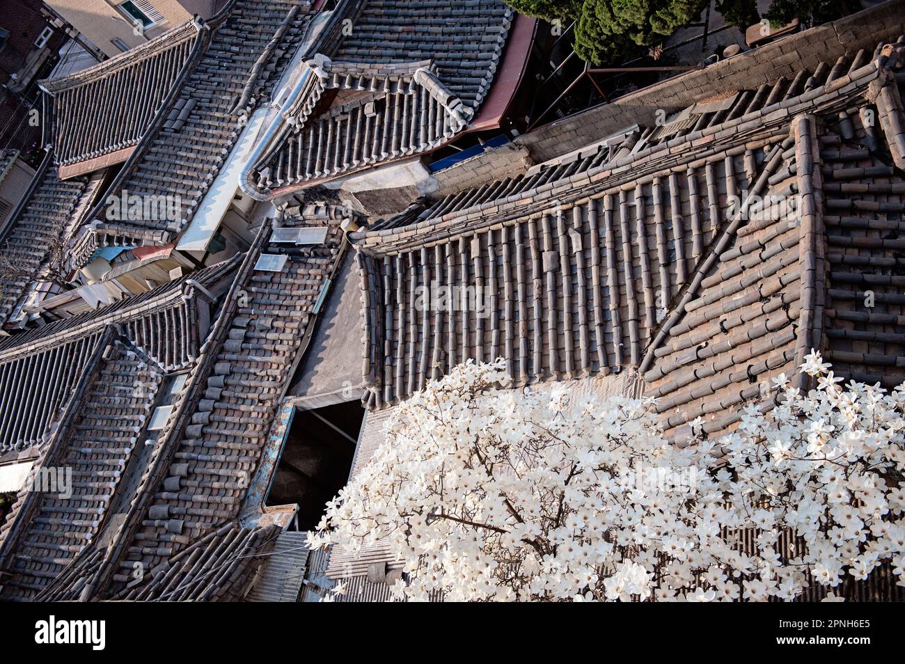 Blick aus der Vogelperspektive auf Hanok-Dächer mit blühender Magnolie, Seoul, Südkorea Stockfoto