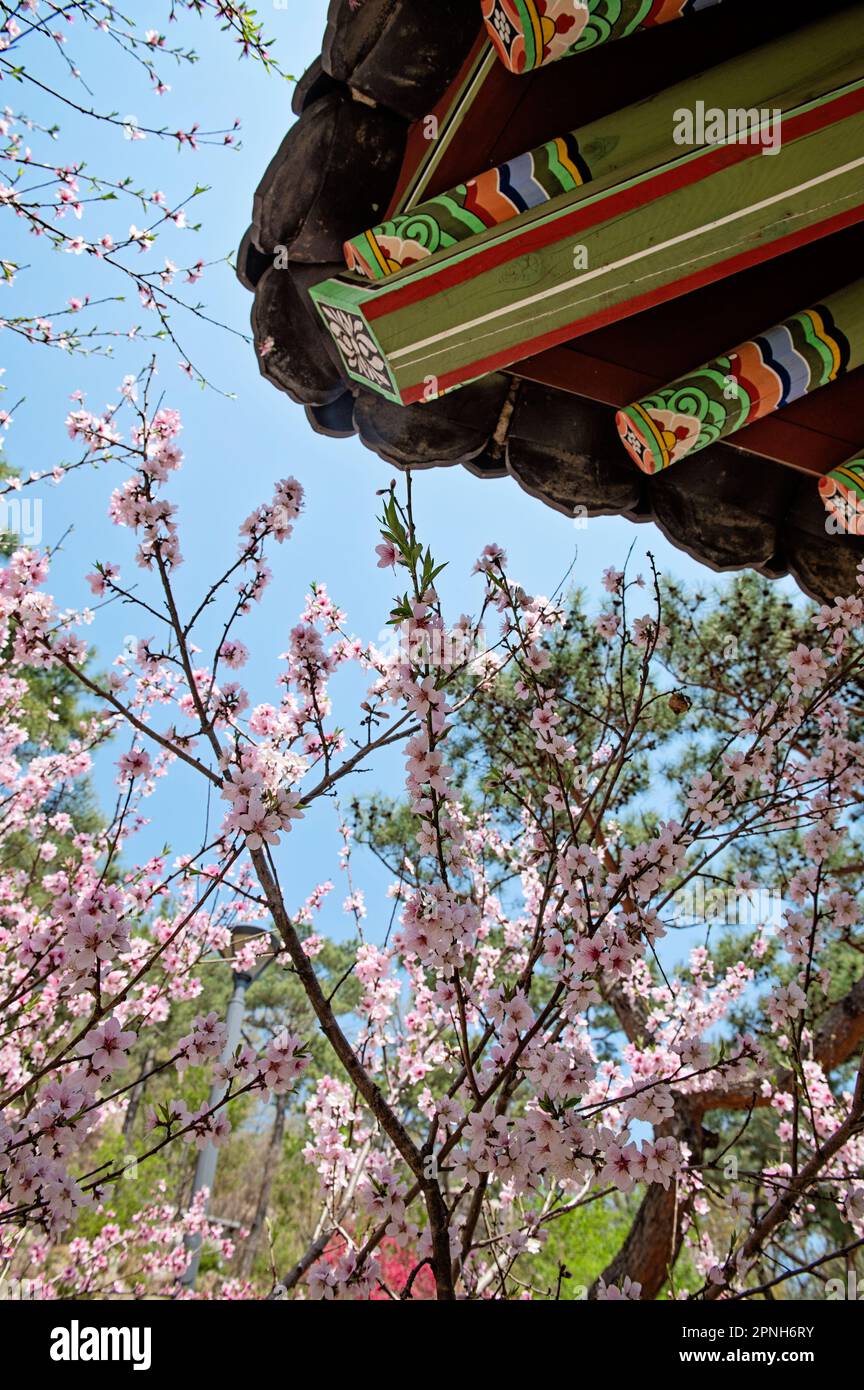 Unter der Decke des koreanischen Pavillons mit traditionellen Mustern und Frühlingsblumen Stockfoto