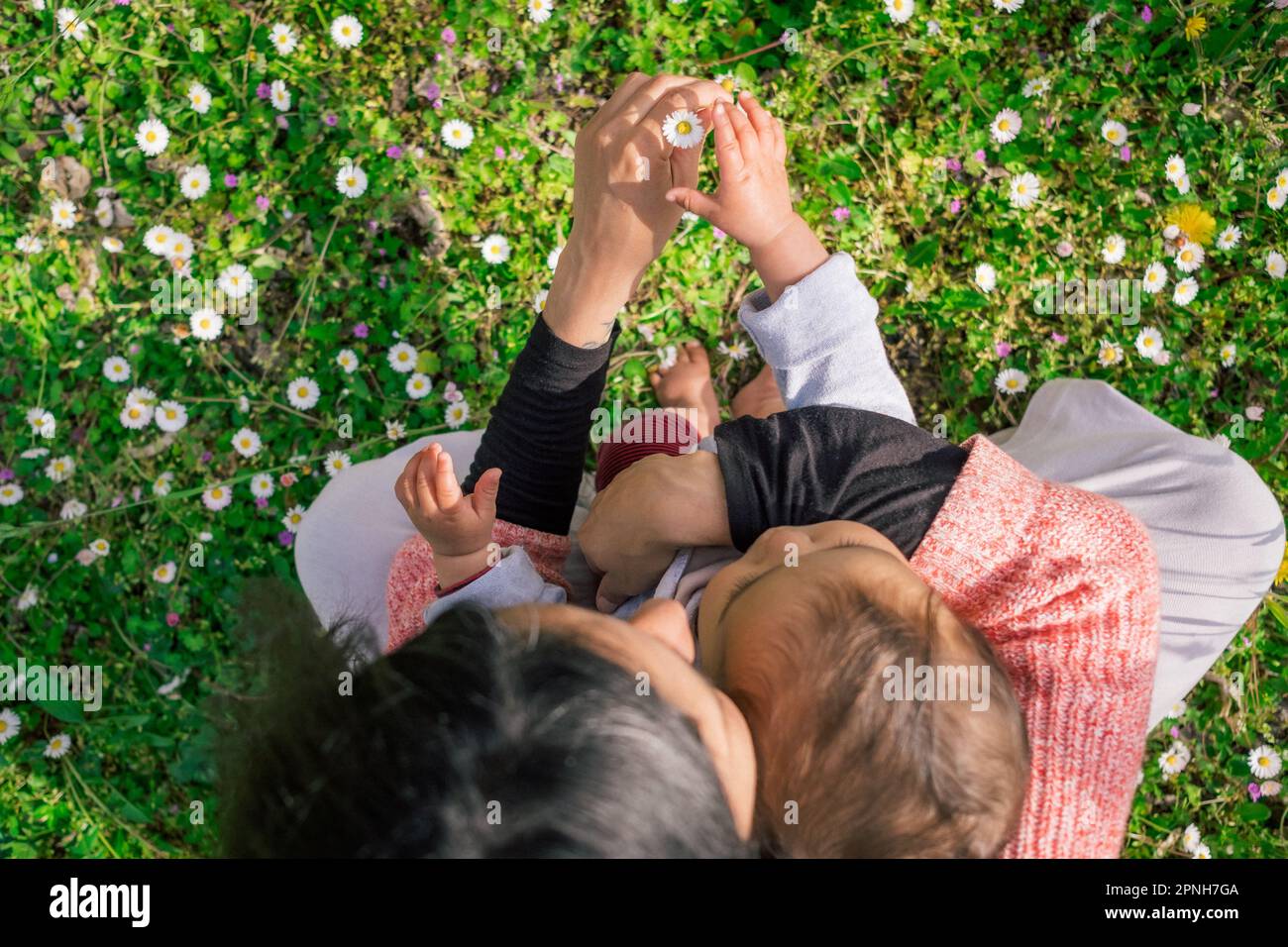 Mutter und kleine Tochter sammeln Blumen und Gänseblümchen auf Wiesen während der Blütenzeit an einem sonnigen Frühlingstag. Konzept der Mutterschaft und Spaß an tim Stockfoto