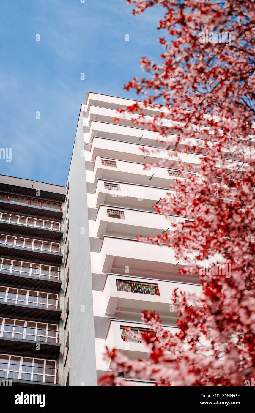 Das Appartement im Stadtteil Tysiąclecie in Kattowitz, Schlesien, Polen, wurde im Frühling durch rosa Blumen blühender Bäume gesehen. Blauer Himmel auf der Straße Stockfoto