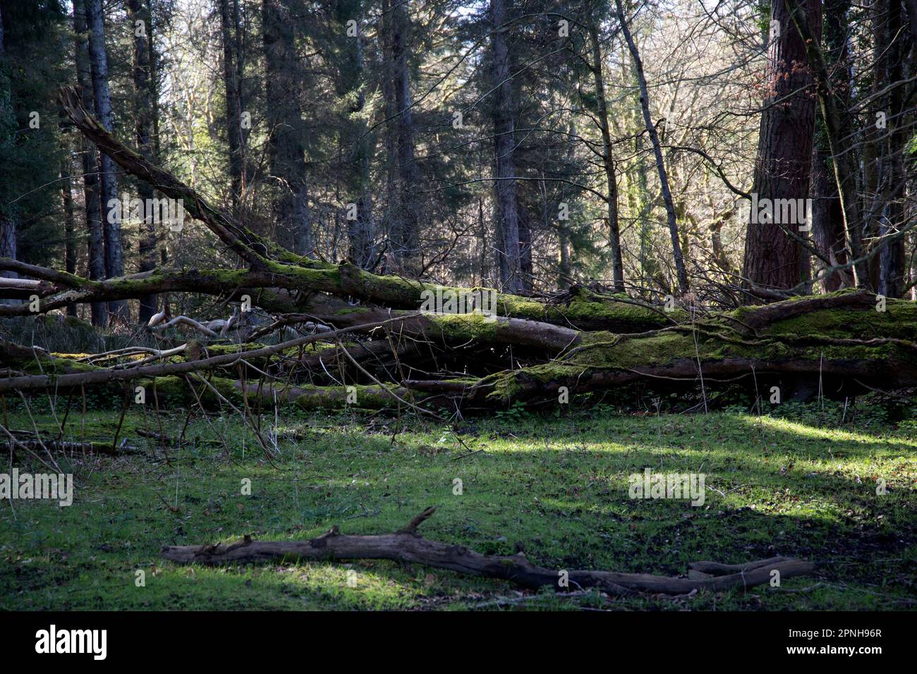 Mit Moos bedeckte Baumstämme in einem sonnenbeleuchteten Wald Stockfoto