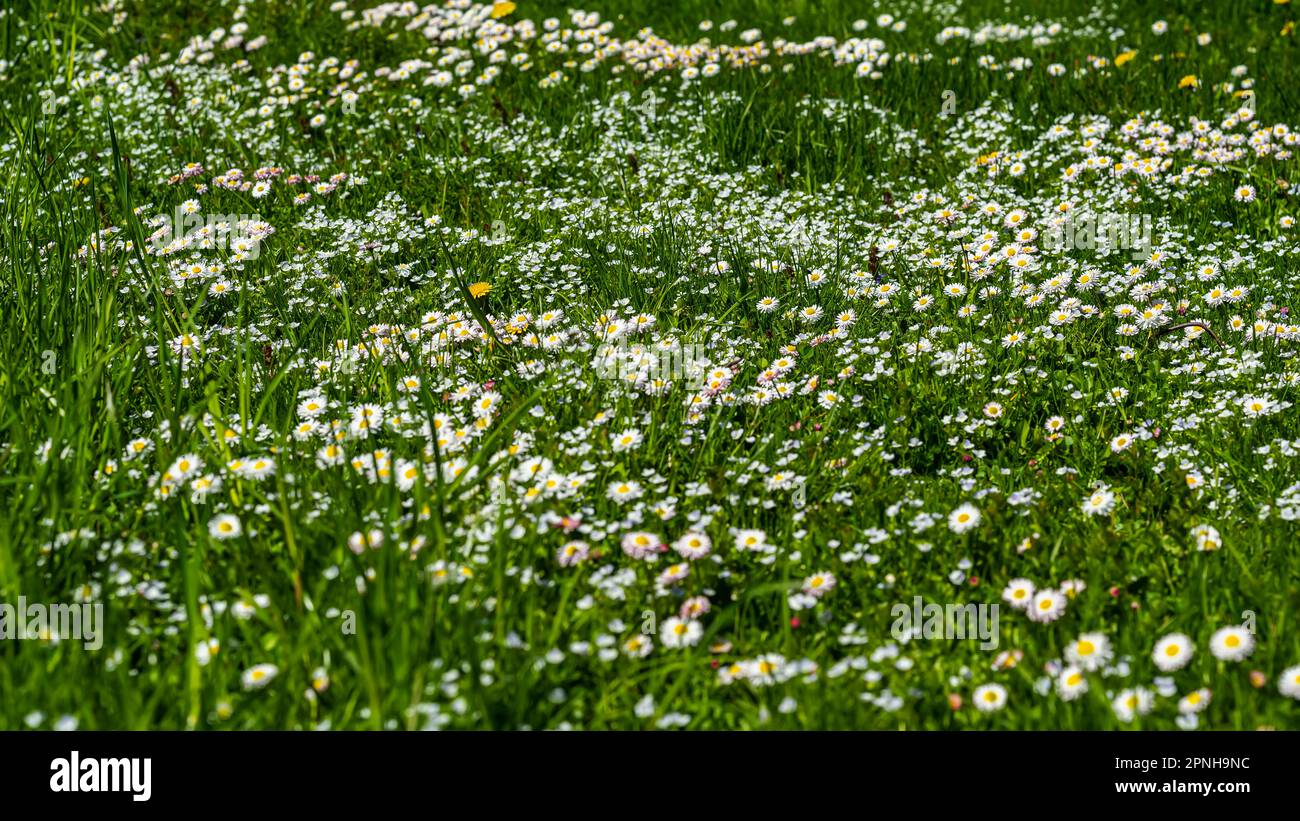 Blumige, natürliche, pastorale Sommerlandschaft. Wild Flowers Gänseblümchen auf der Sommerwiese Stockfoto