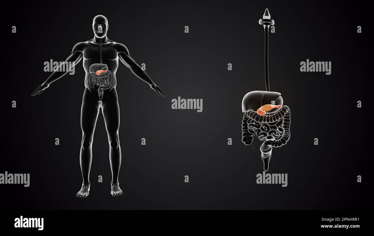 Menschlicher Körper mit Pankreasanatomie Stockfoto