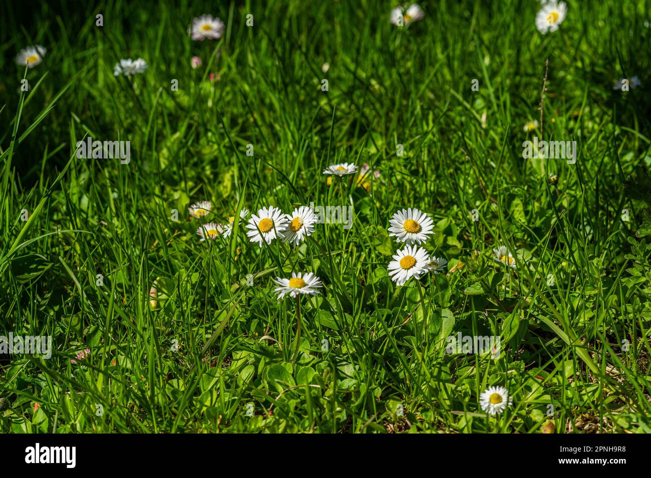 Daisy, Chamomile Flowers auf grünem Gras. Blüht im Sommer auf der Wiese Stockfoto