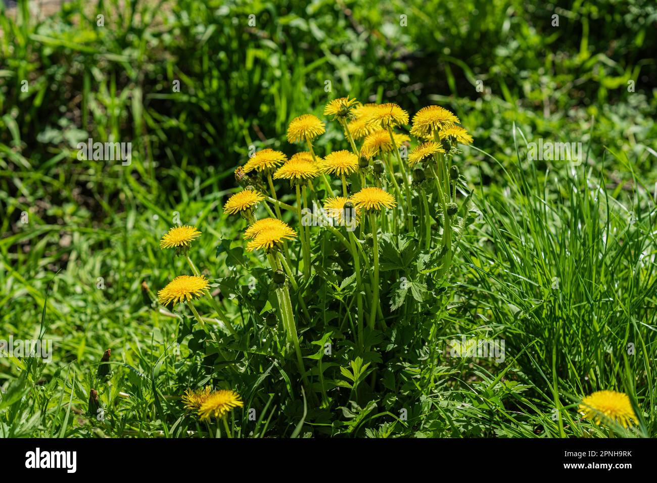 Gelbe Löwenzahn-Blumen in grünem Gras. Blühen auf der Wiese im Sommer Stockfoto