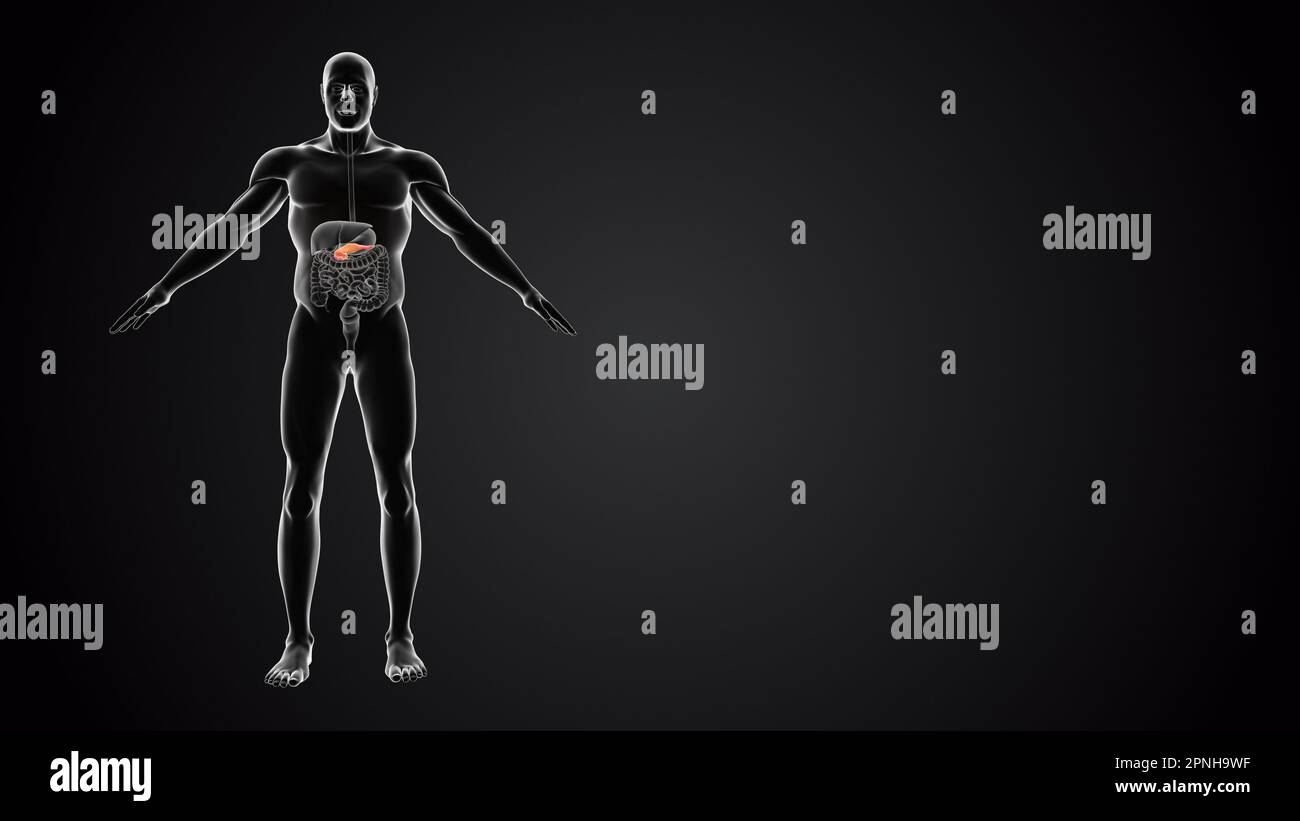 Menschlicher Körper mit Pankreasanatomie Stockfoto