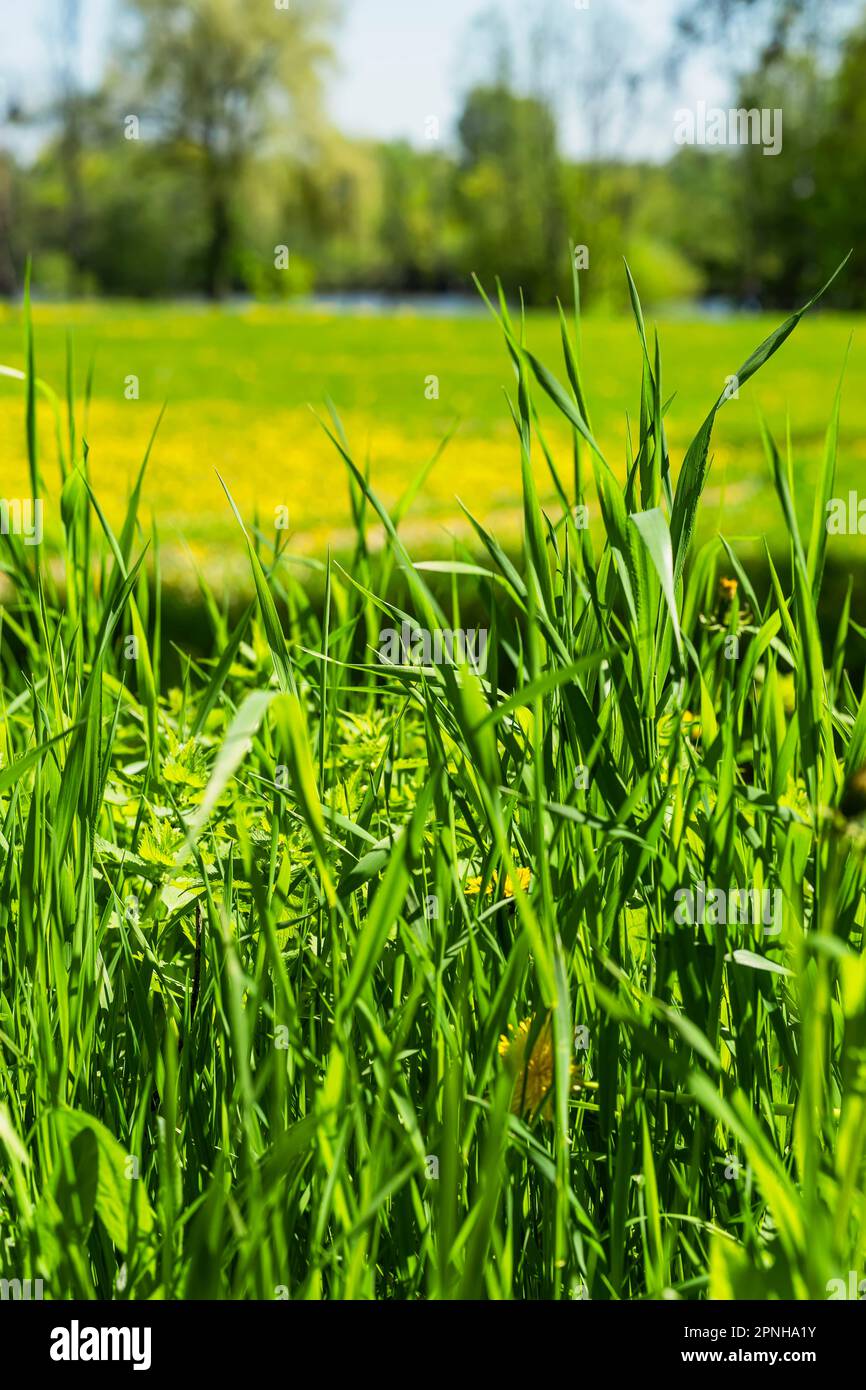 Grünes Grüngrasfeld mit verwischter blumiger natürlicher Wiese. Frühlings- und Sommerkonzept Stockfoto