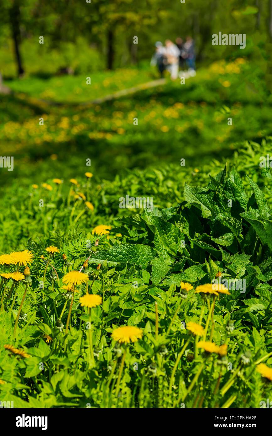Gelbe Löwenzahnblumen, Frühlingssommer, grüne Graswiesen im Park. Verschwommene Menschen. Selektiver Fokus Stockfoto