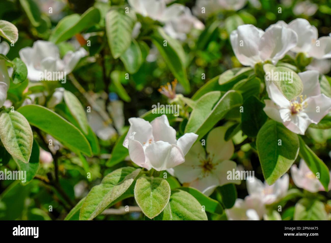 Nahaufnahme weißer Apfelblumen mit grünen Blättern und Blumen. Natürlicher Hintergrund. Garten Stockfoto