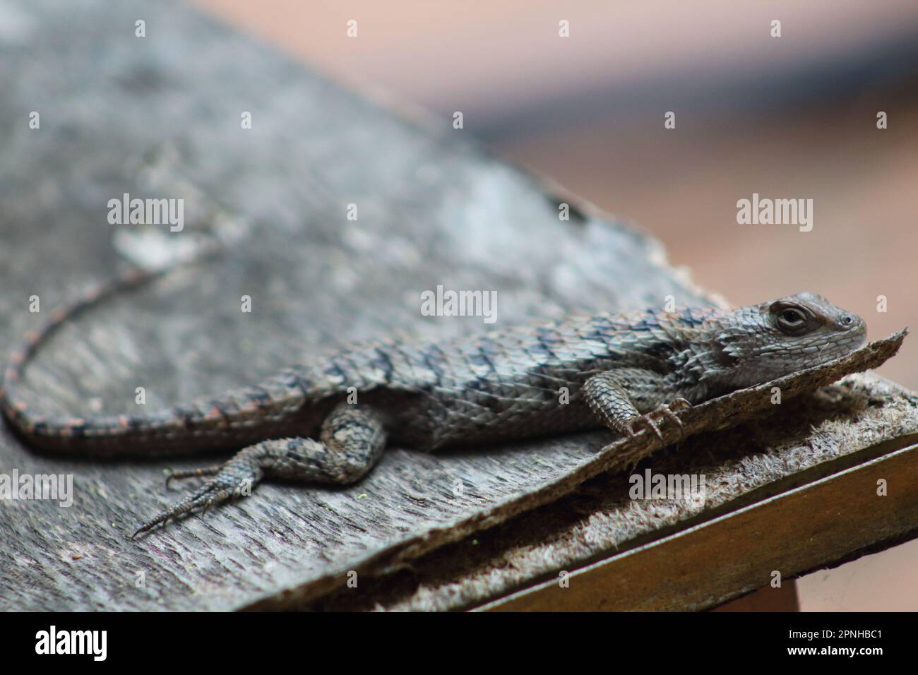 Nahaufnahme einer Eidechse, die auf einem Holztisch krabbelt Stockfoto